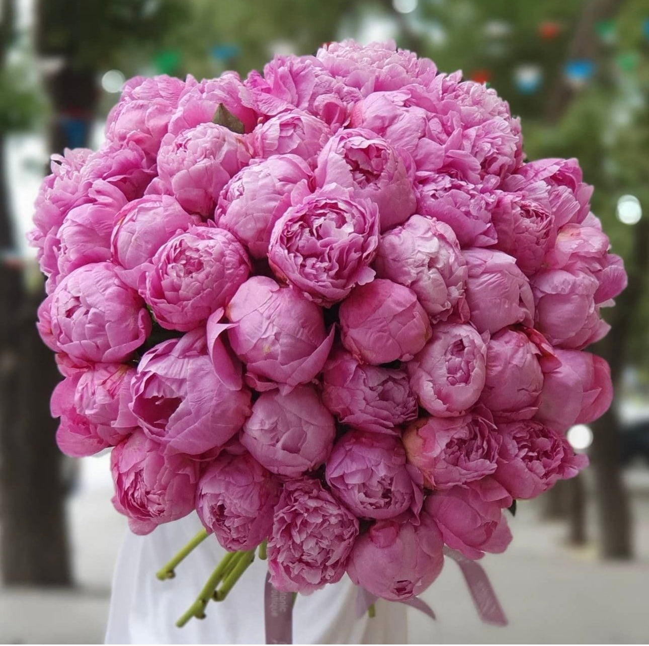 Peonies