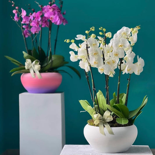Orchid Serenity